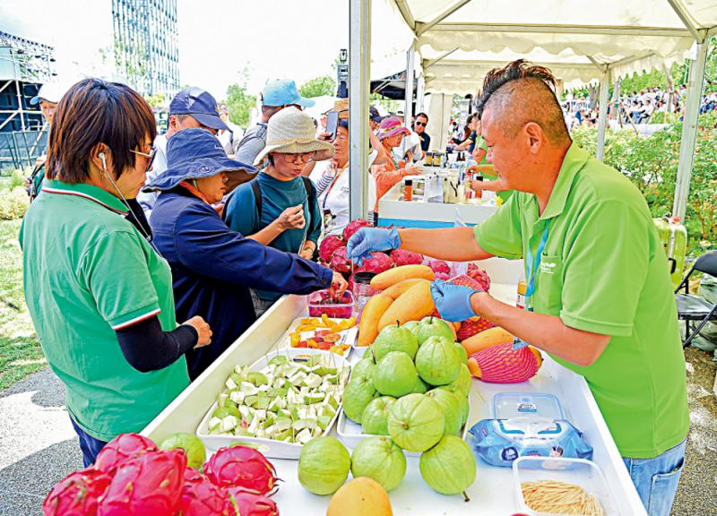 澳门精准资料与水果奶奶的故事